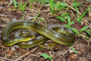 リュウキュウアオヘビ