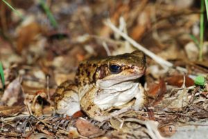 ホルストガエル