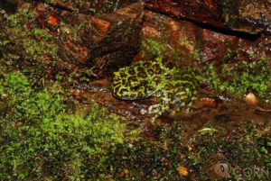 オキナワイシカワガエル