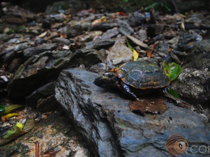 Image176 琉球山龜