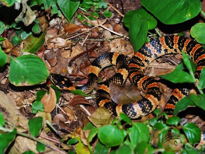 Image188 琉球紅斑蛇