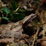 Snakes