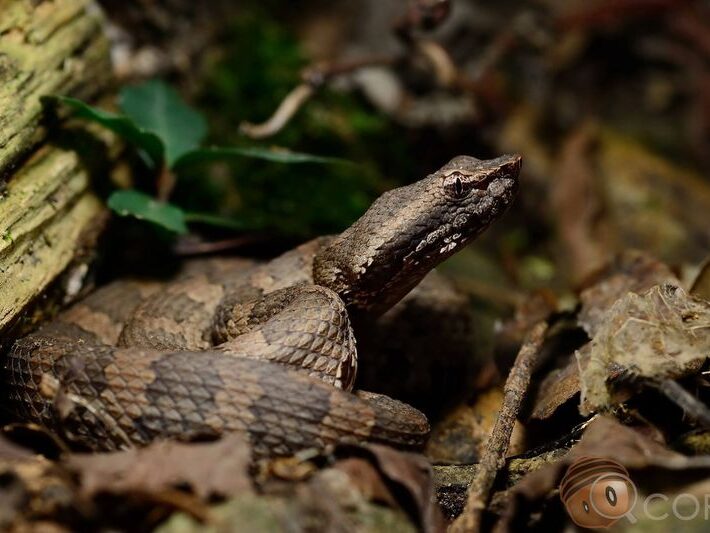 himehabu-1 姬波布