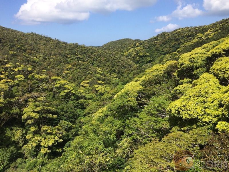 新綠