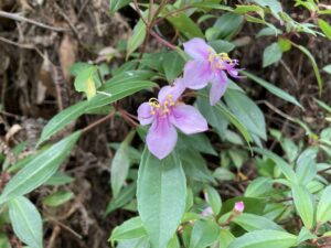 コバノミヤマノボタン