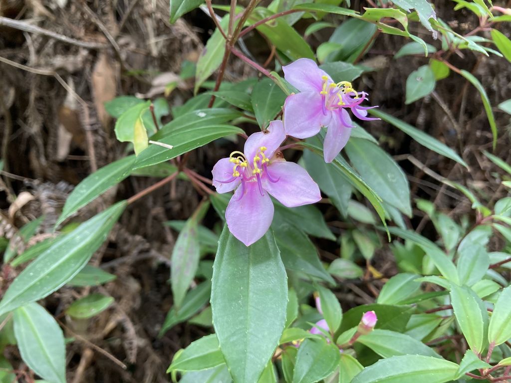 小葉深山野牡丹