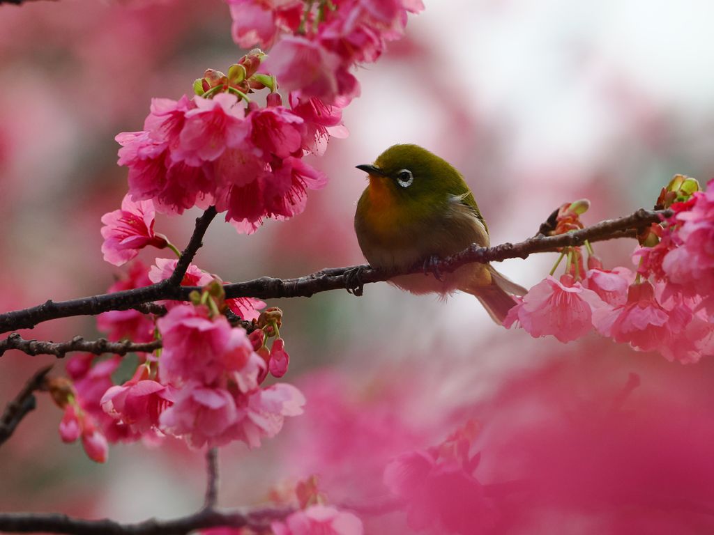 山櫻花 (Prunus campanulata) Feb 11, 2025 在開花的山櫻花樹上經常可以看到綠繡眼 奄美大島