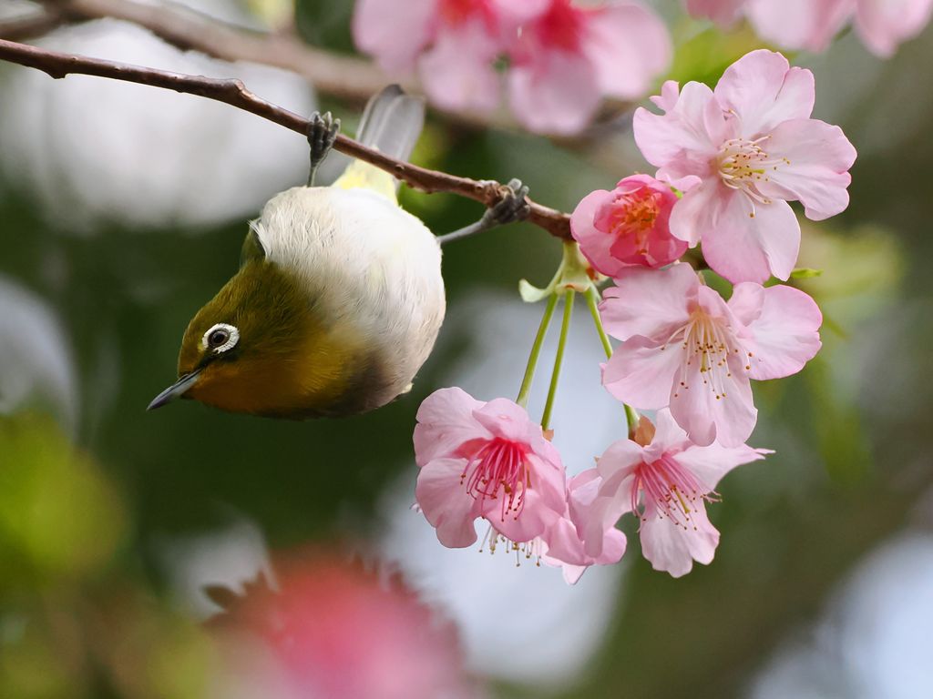 山櫻花 (Prunus campanulata) Feb 11, 2025 來吃山櫻花花蜜的綠繡眼 奄美大島