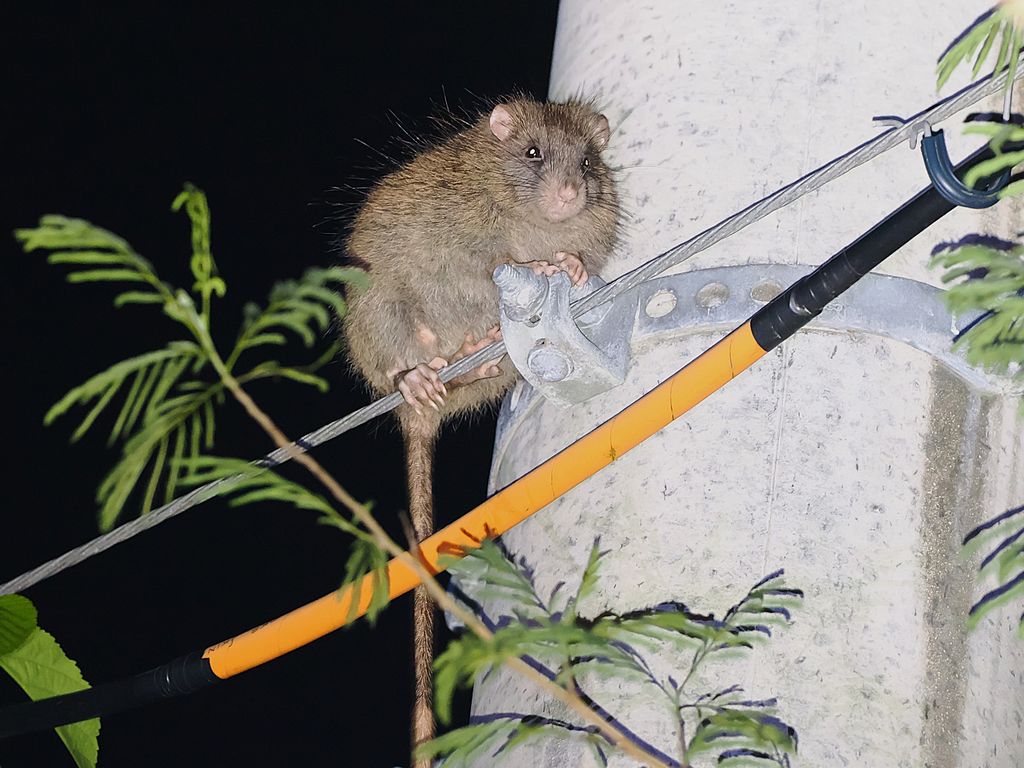 琉球鼠