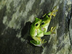 ハロウエルアマガエル