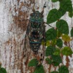 Cicadas & Bugs