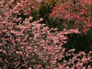 山櫻花