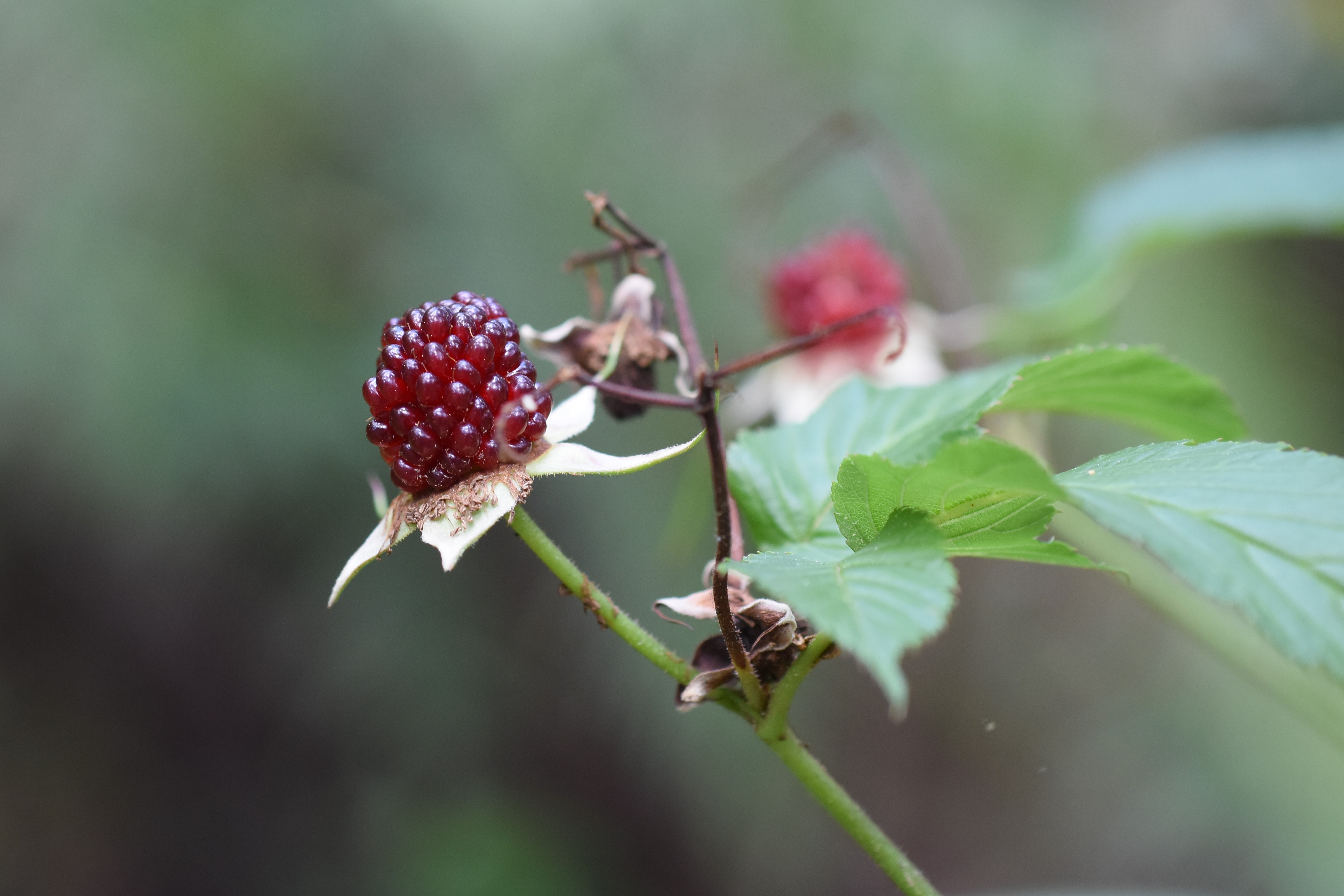 Rubus okinawensis Fruits Kunigami