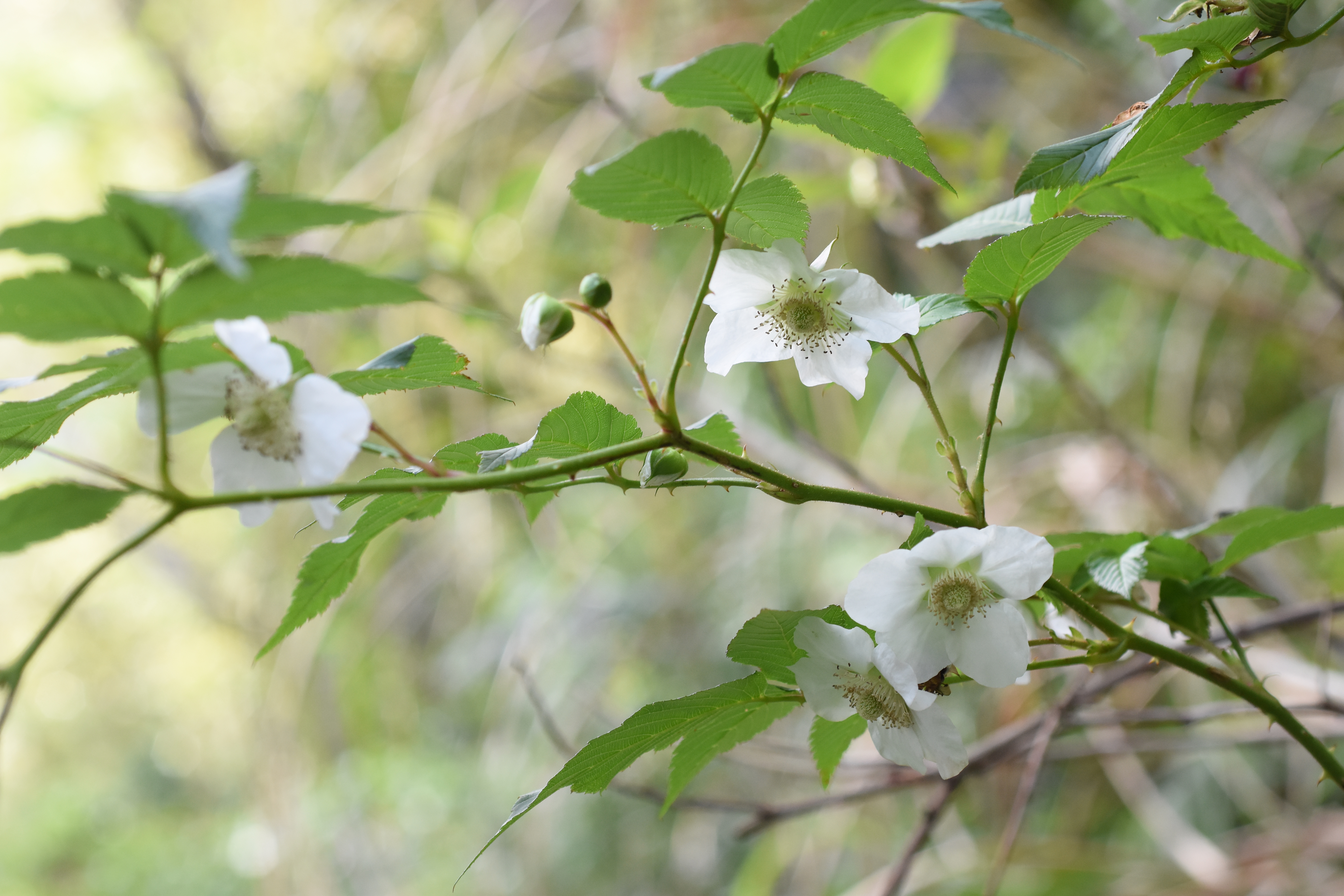 Rubus okinawensis White flowers Kunigami