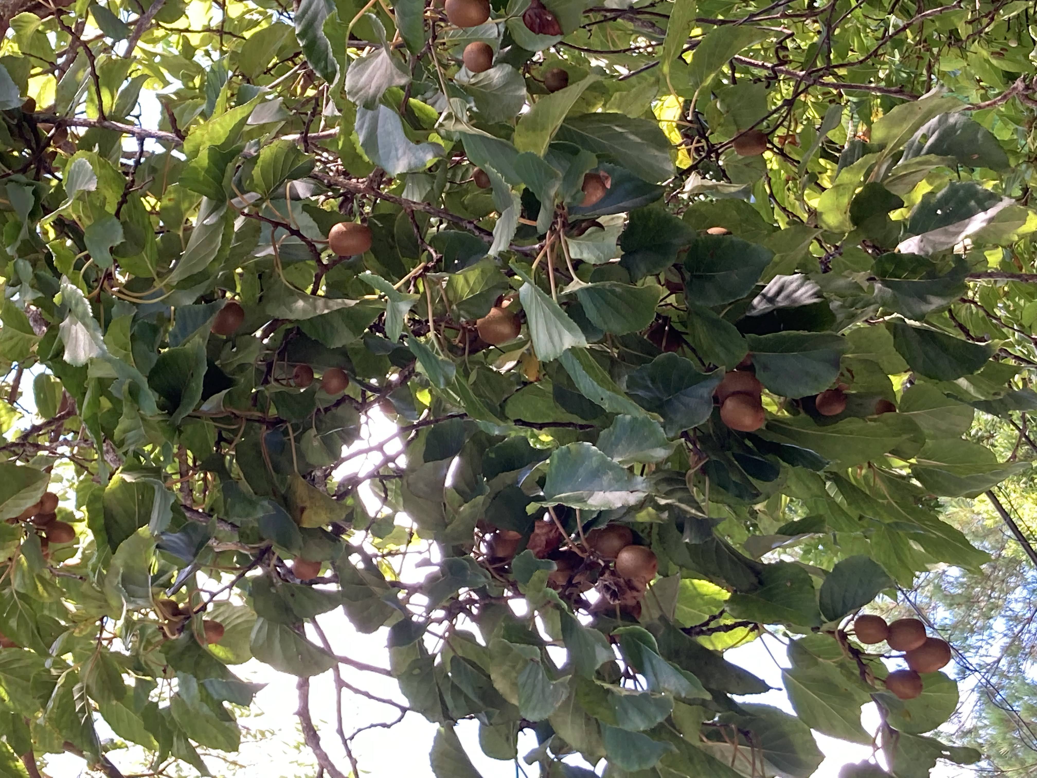 Actinidia rufa