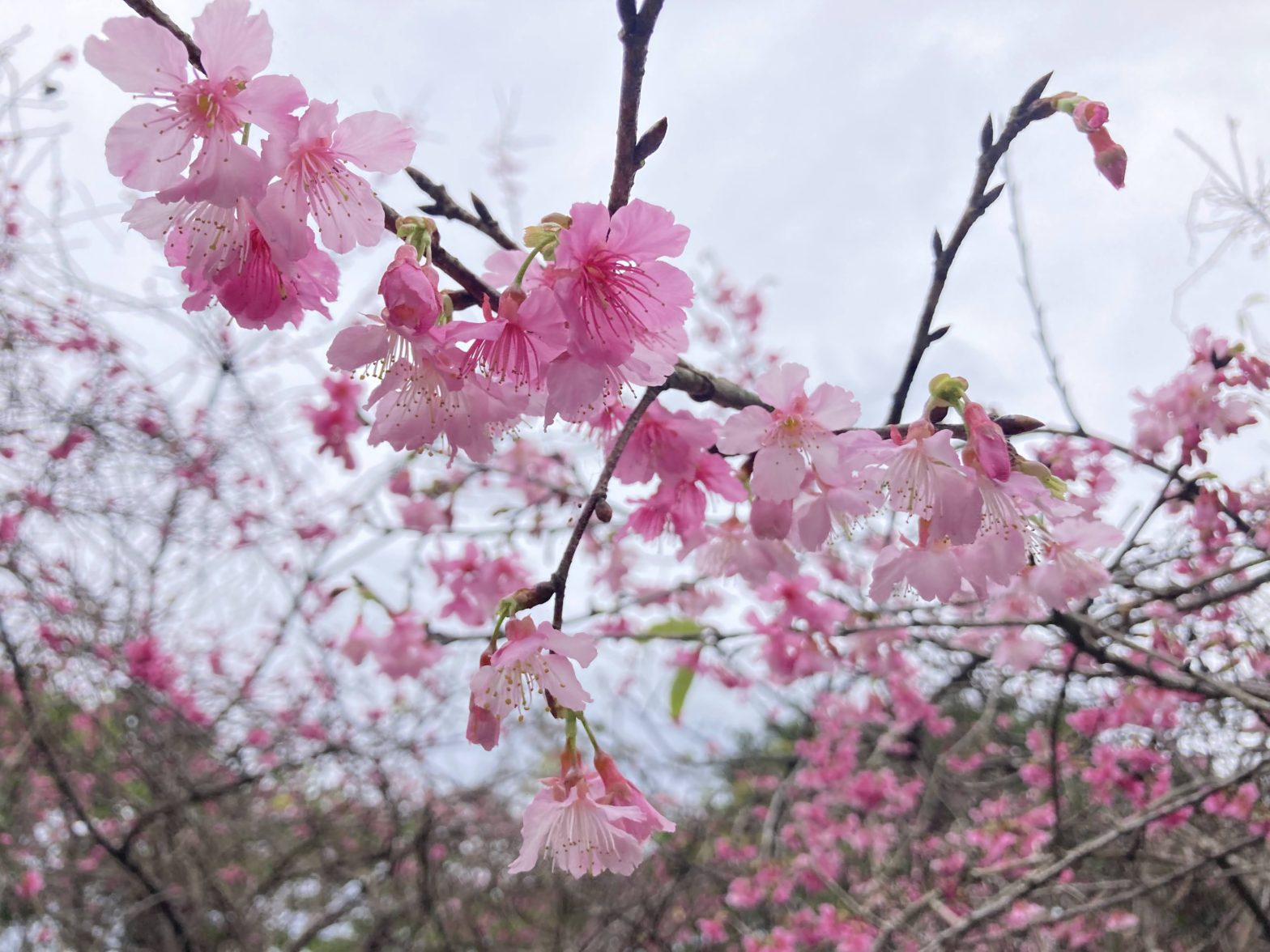 櫻花