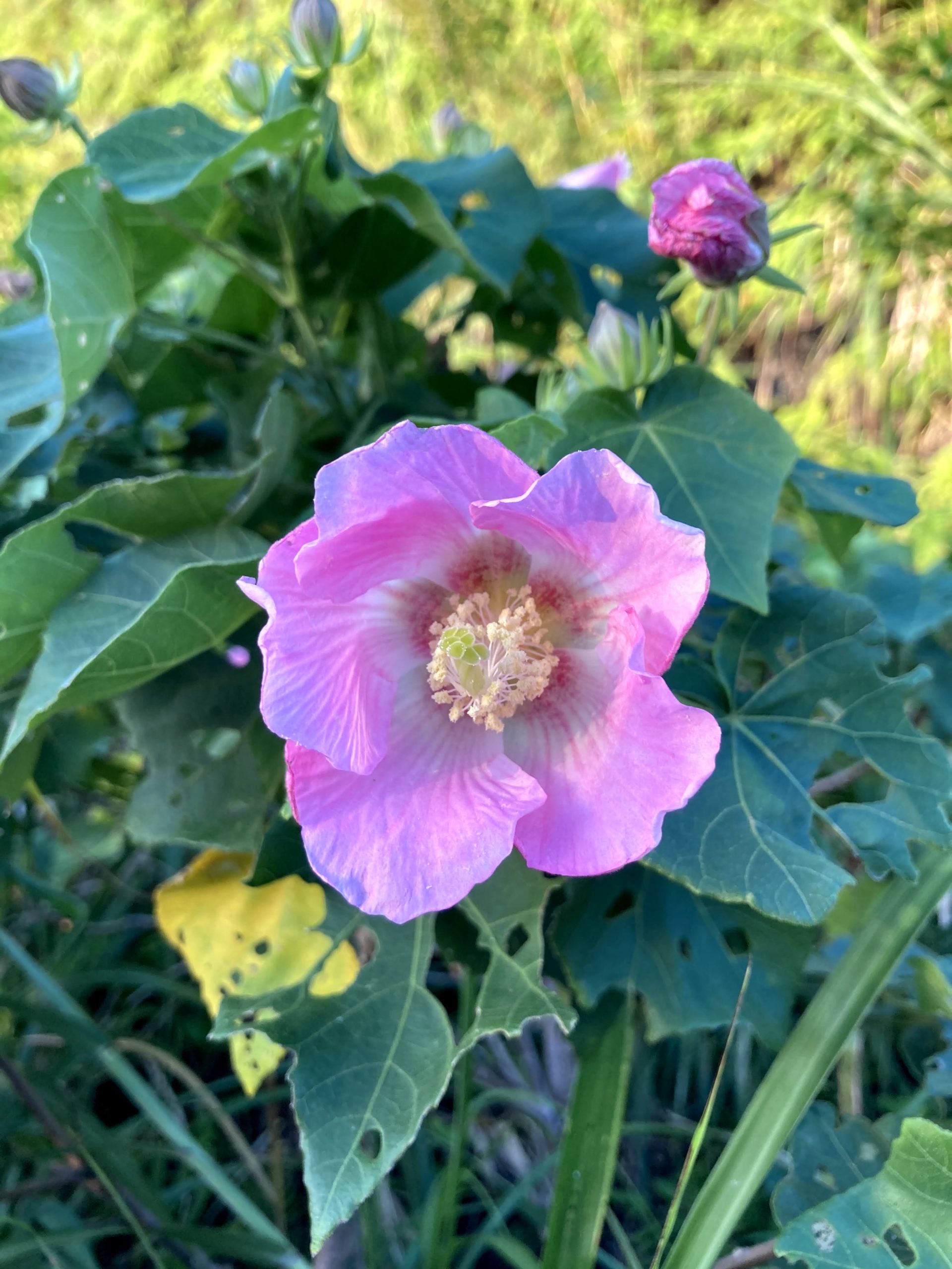 牧野氏山芙蓉