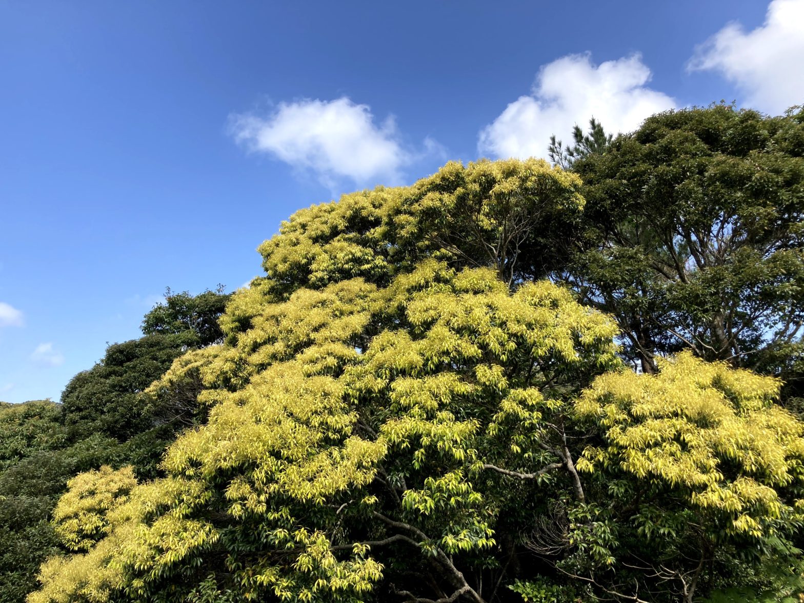 沖繩栲