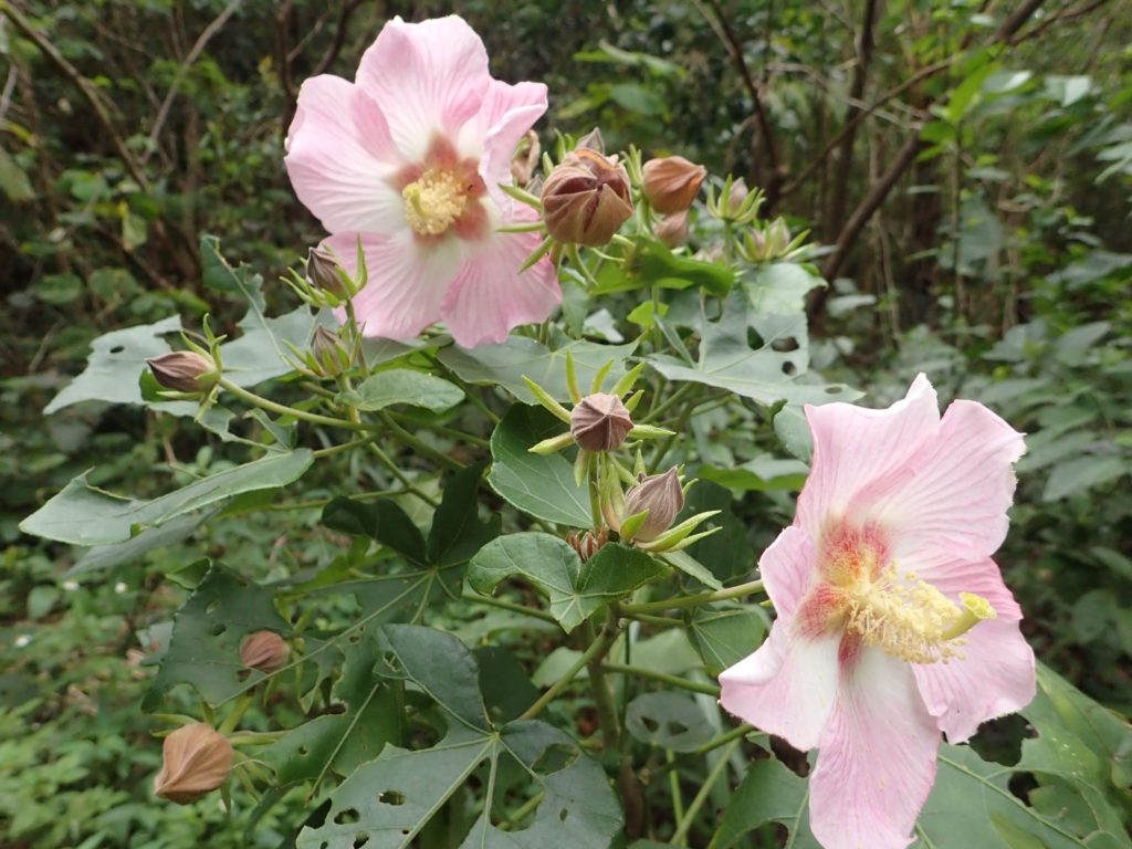 牧野氏山芙蓉