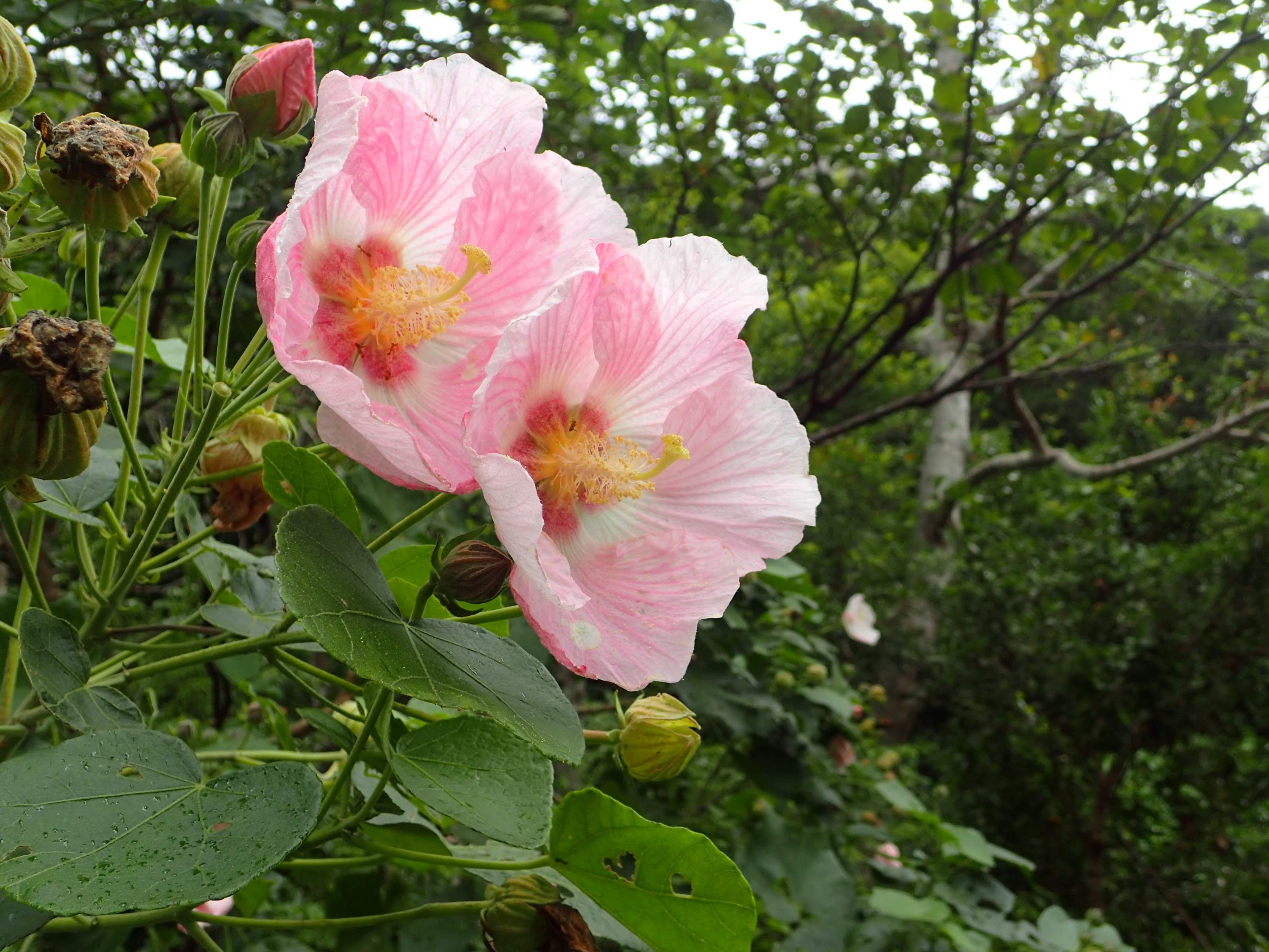 Hibiscus makinoi (Hibiscus makinoi) Kunigami