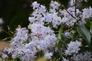 アオバナハイノキ