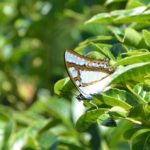Butterflies & Moths