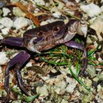 カニ・ヤドカリ類