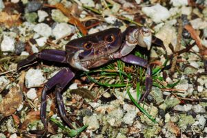 クメジマオオサワガニ