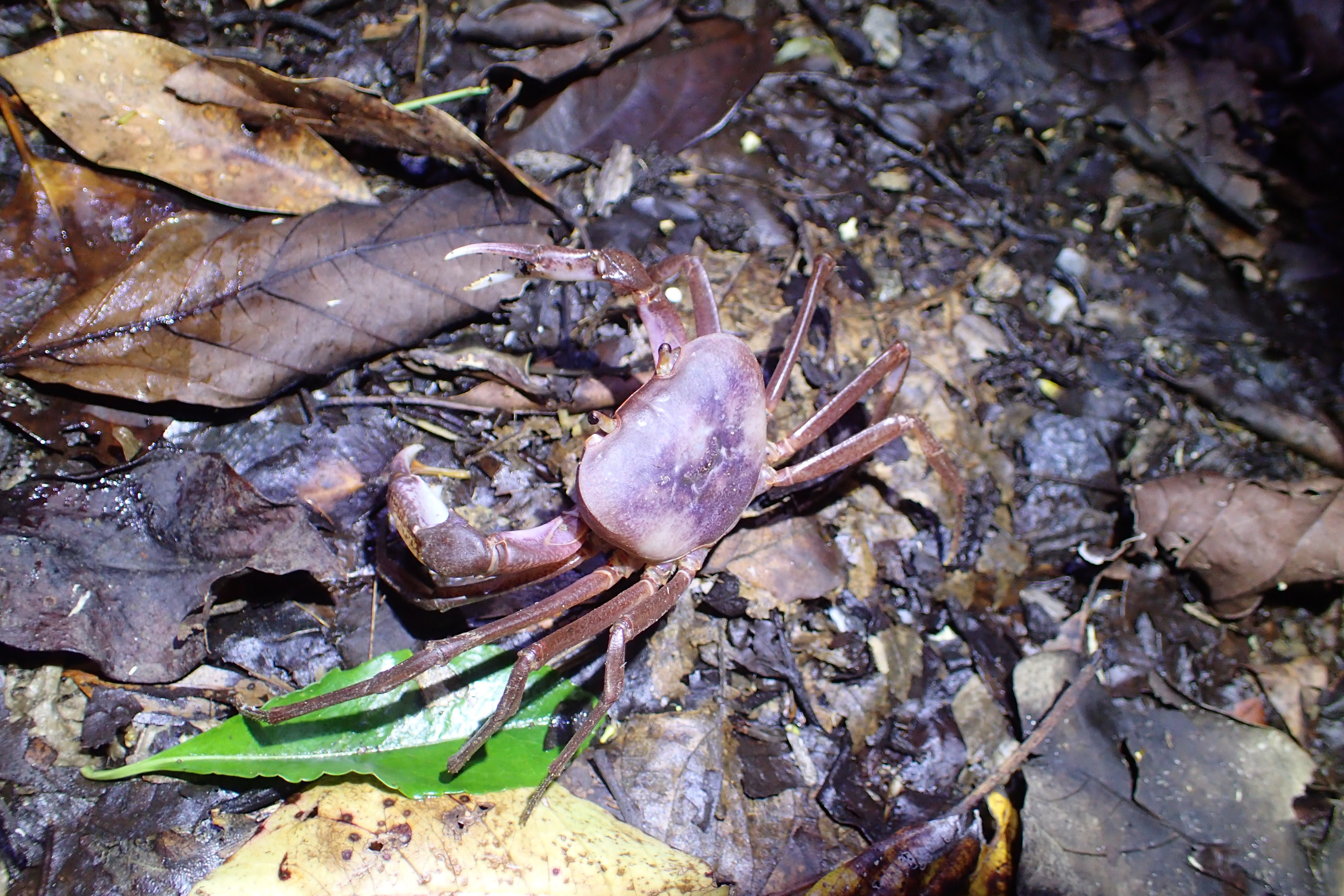 Geothelphusa tenuimanus May 22, 2017 Ogimi