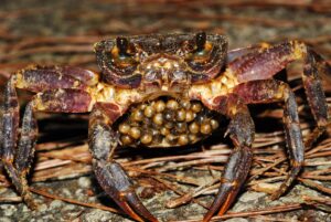 オキナワミナミサワガニ