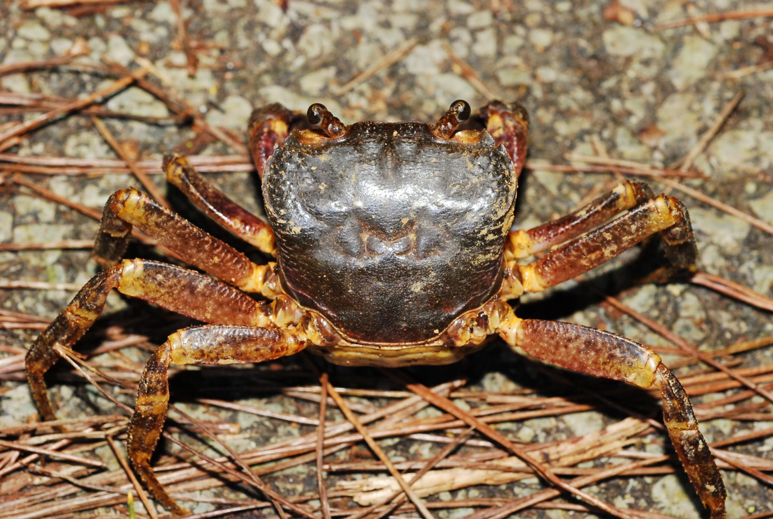 沖繩明溪蟹 (Candidiopotamon okinawense) Sep 19, 2018 沖繩明溪蟹背部樣子 國頭村