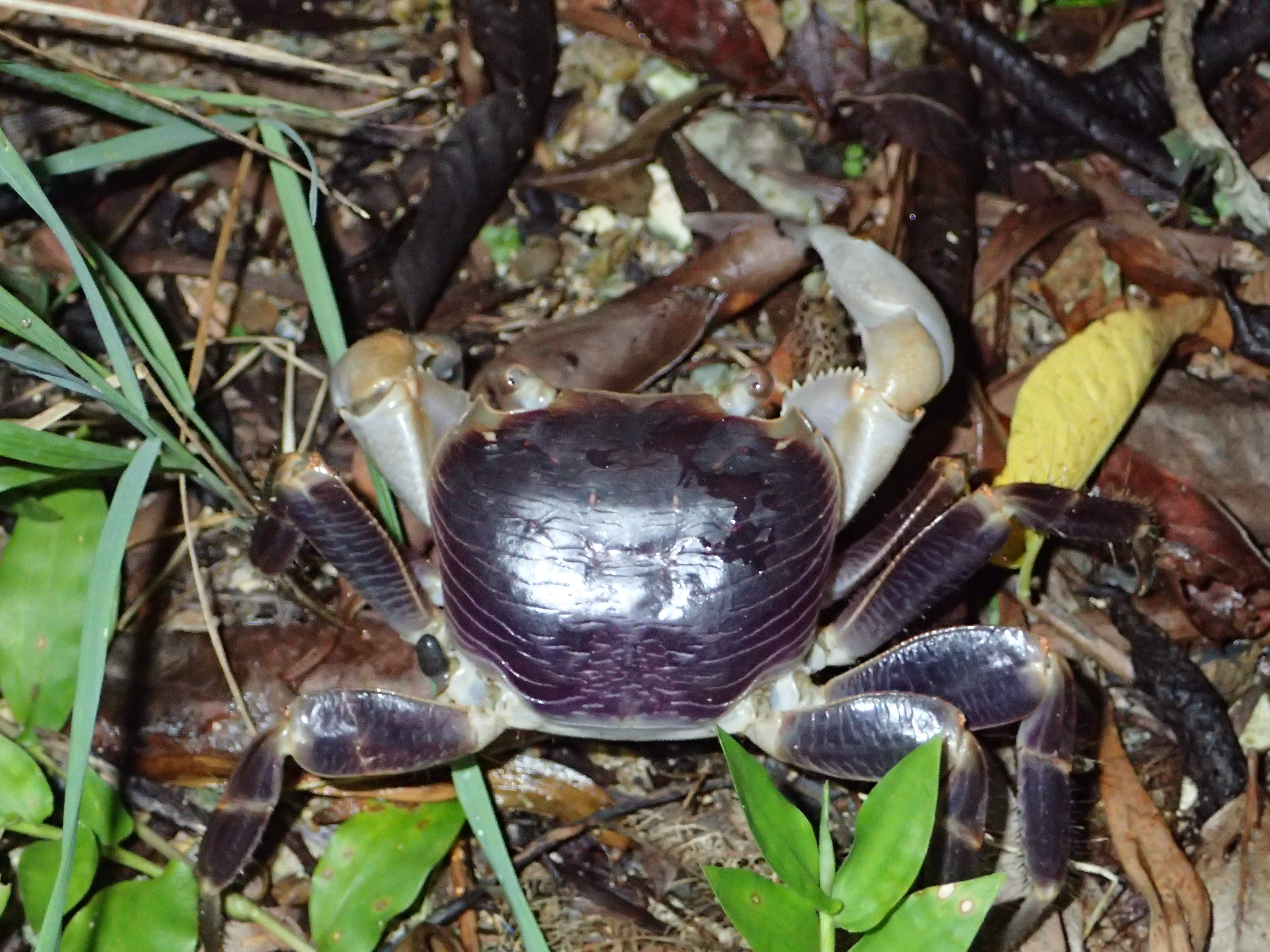 Purple-backed shore crab (Geograpsus grayi) Sep 24, 2018 Individuals with white large claws seem to be more common Iheyajima