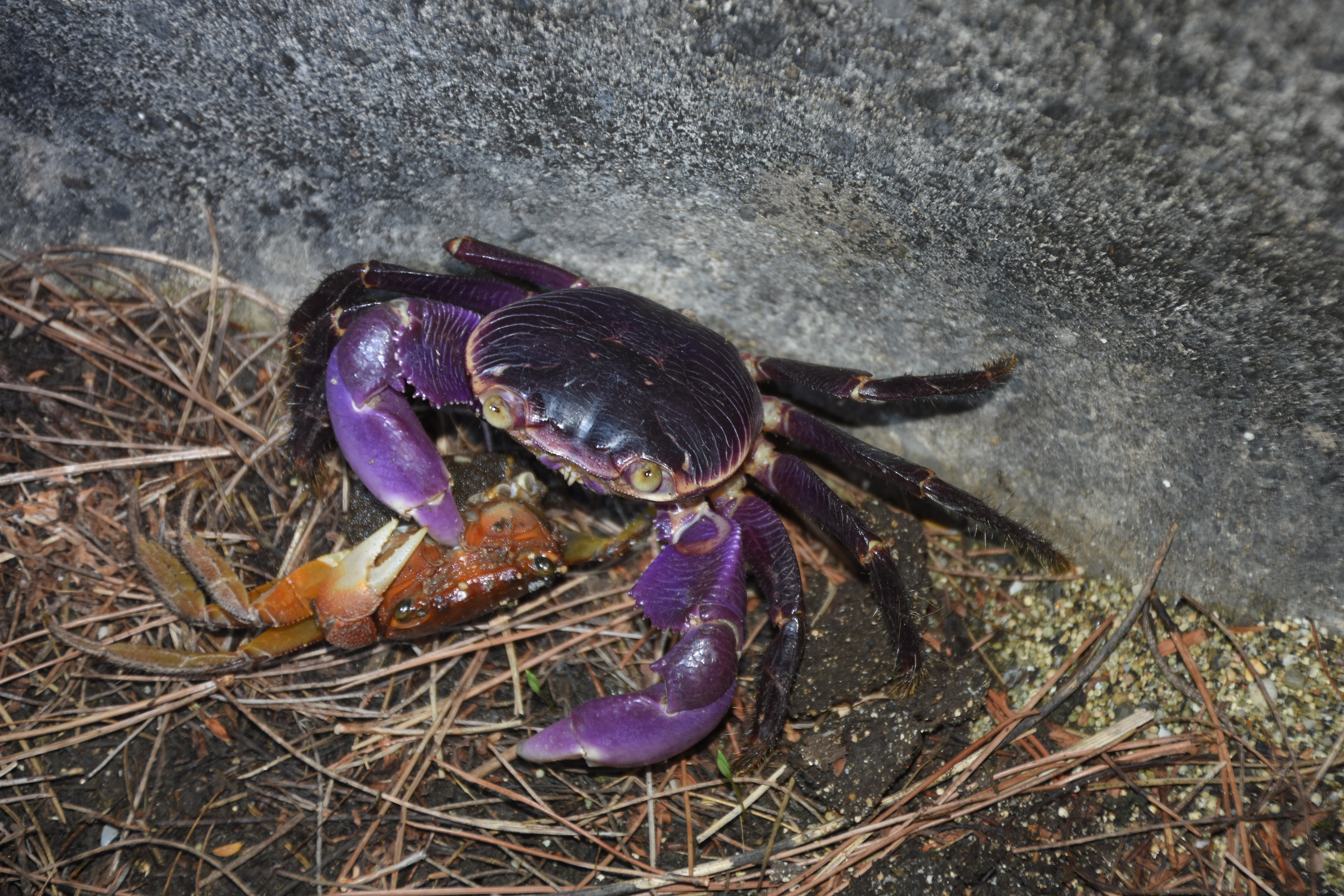 Purple-backed shore crab (Geograpsus grayi) Jul 30, 2019 Preying on a red flower crab Kunigami