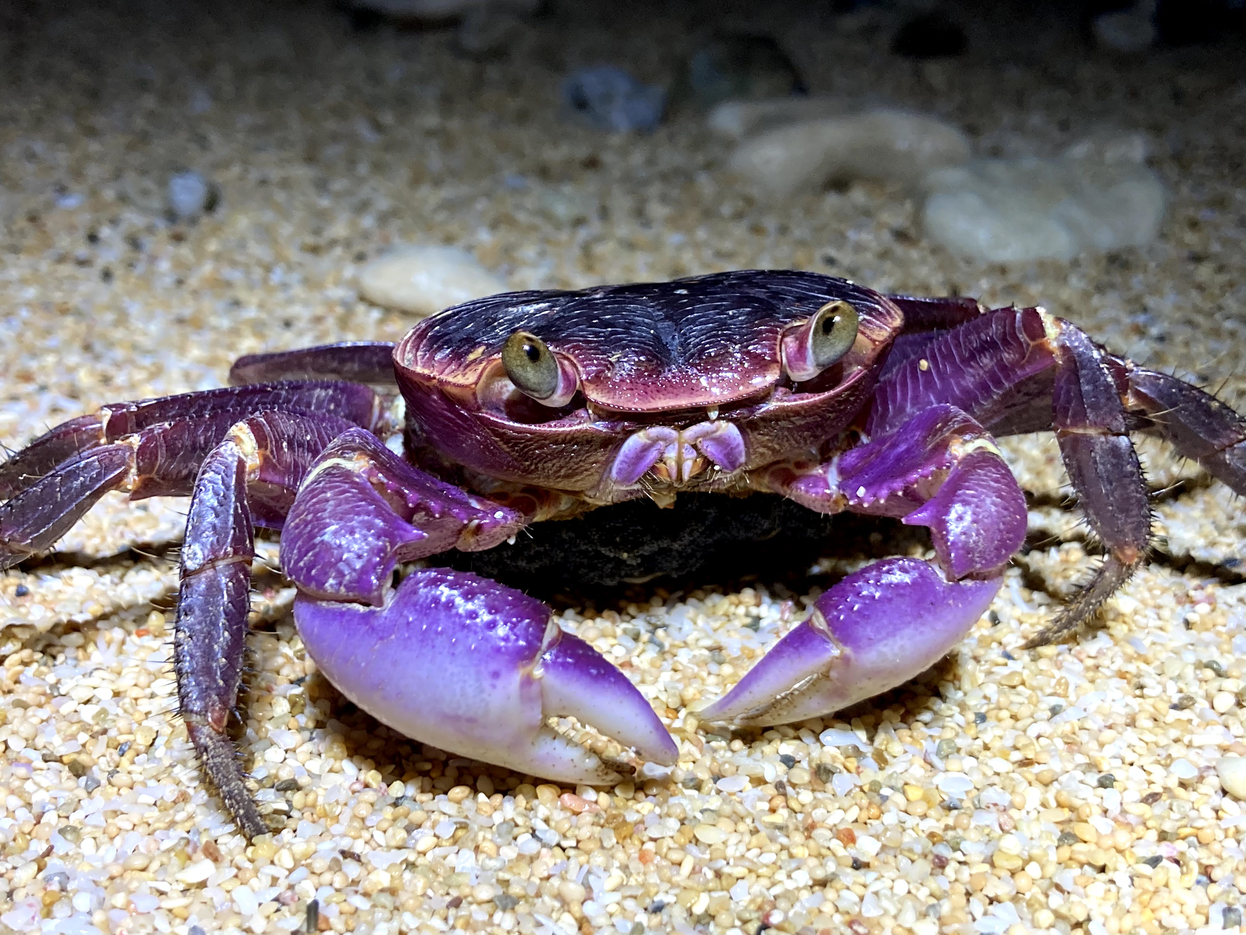 Purple-backed shore crab (Geograpsus grayi) Aug 6, 2020 Vivid deep purple, truly a beautiful crab Kunigami