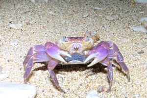 カクレイワガニ