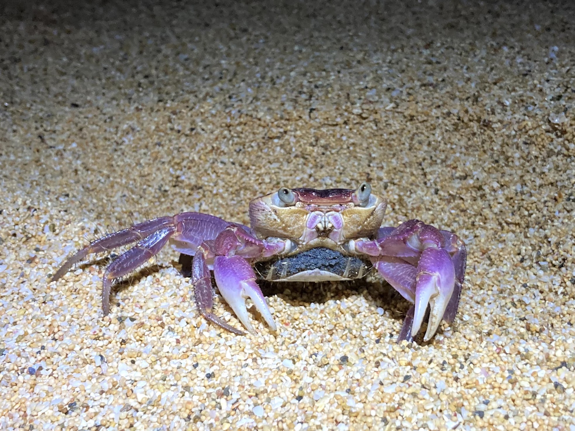 Purple-backed shore crab (Geograpsus grayi) Aug 6, 2020 A female heading to release her larvae Kunigami