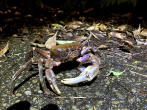 オキナワオオサワガニ