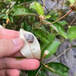 蝸牛・蛞蝓