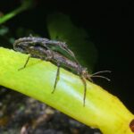 Other Insects