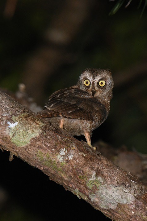 Ryukyu Scops Owl