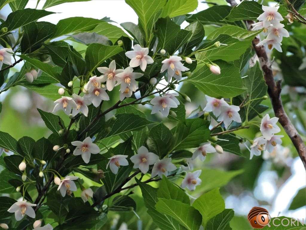 野茉莉