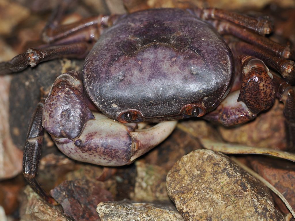 Iheya Geothelphusa freshwater crab (Geothelphusa iheya) Aug 27, 2024 Purple-tinged individual, Iheyajima