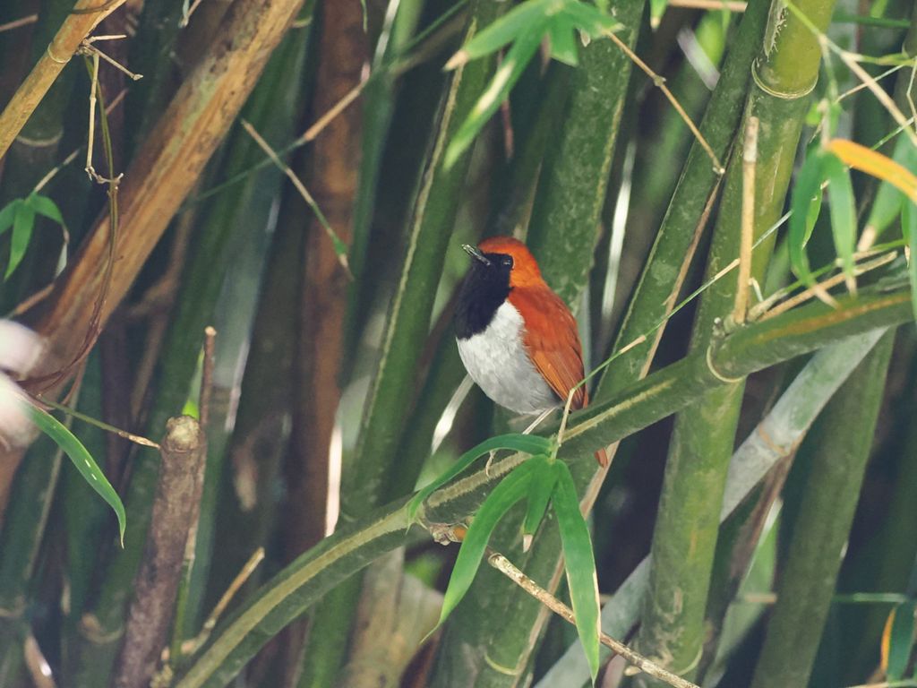 Okinawa Robin