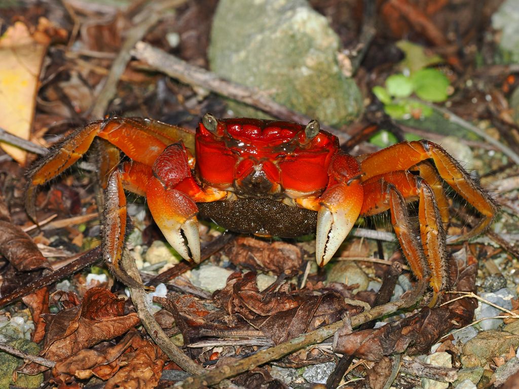 Red flower crab (Orisarma intermedium) Aug 24, 2026 observed in coastal forest, female crab Kunigami