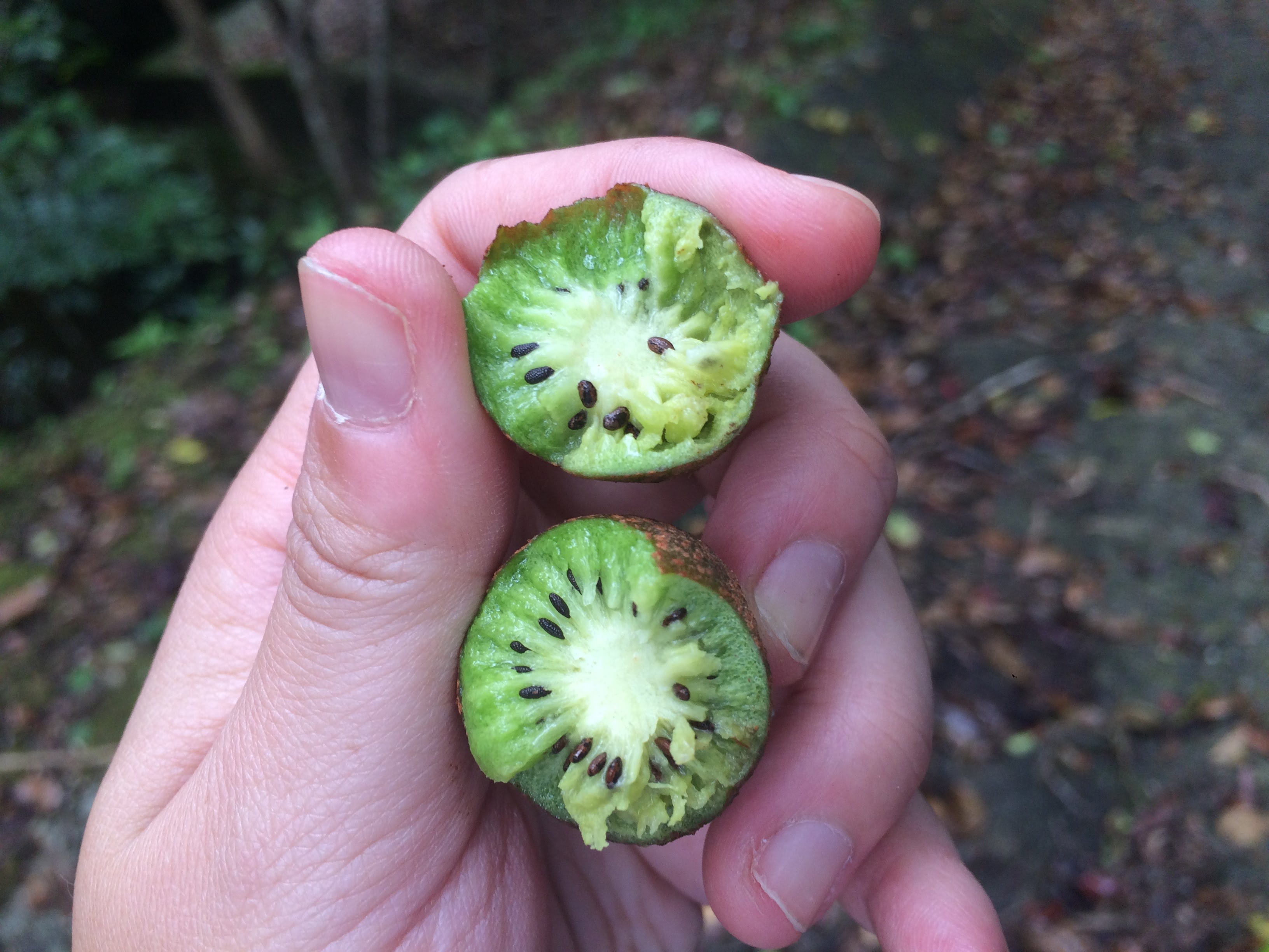 Actinidia rufa Cut open, it looks just like a small kiwifruit