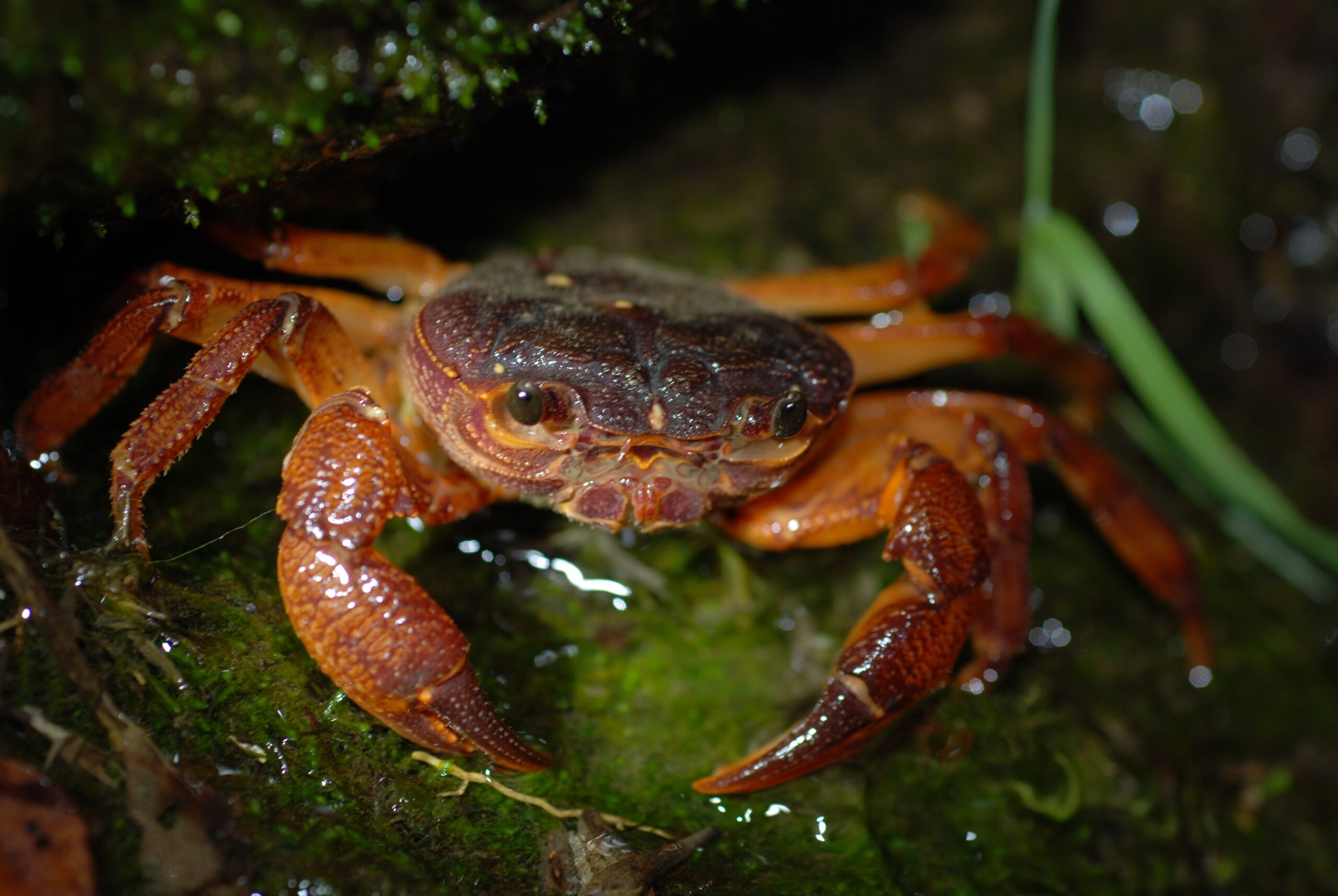 拉氏明溪蟹 (Candidiopotamon rathbuni) 分布於台灣的拉氏明溪蟹