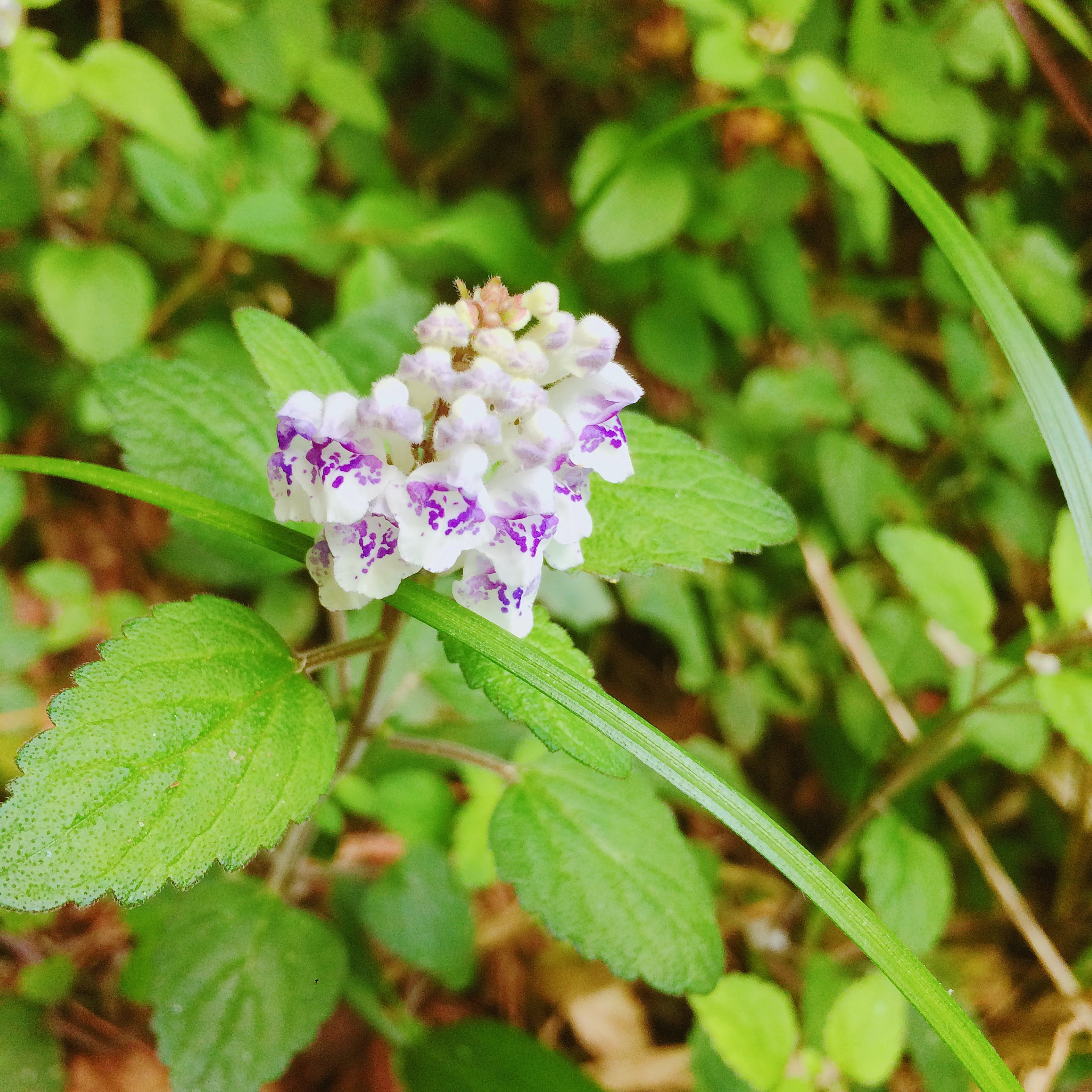 Scutellaria rubropunctata, a plant with whiter flowers