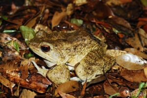 オットンガエル