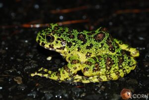 アマミイシカワガエル