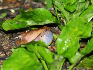 ヒメアマガエル